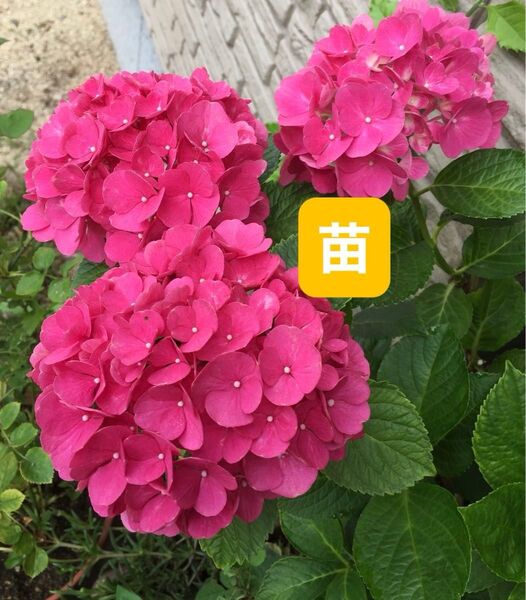 紫陽花 濃いピンク がくアジサイ 小苗 1つ 根付き 大輪 春のガーデニング