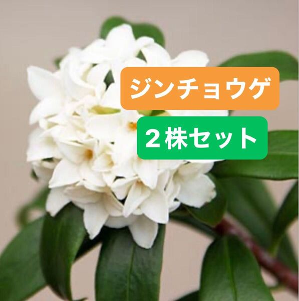 沈丁花 【ジンチョウゲ】 白花 小苗 抜き苗 根付き 爽やかな香り 2株セット 丈夫で育てやすい