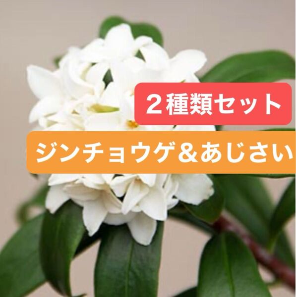 沈丁花【ジンチョウゲ】爽やかな香り 白花と霧島の恵 四季咲き 淡いピンク ブルー 薄紫 変色 小苗苗セット 2種類 苗セット