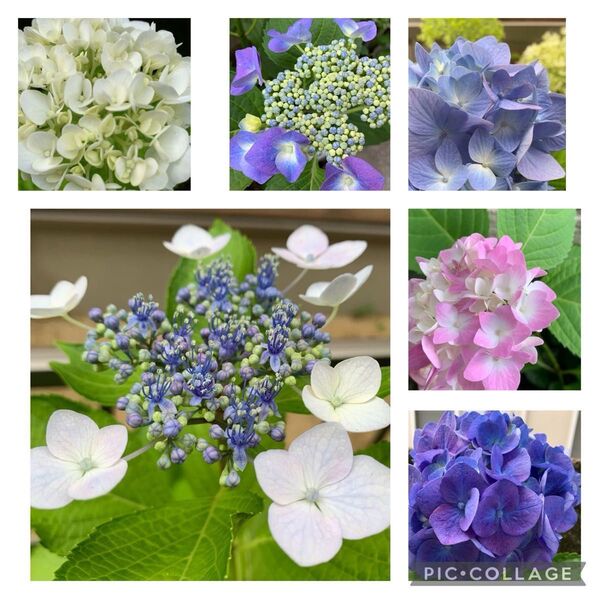 全部入り 紫陽花 全部入り ハイドランジア あじさい 6種6本 紫陽花セット 挿し穂 花苗 カット苗 根無し あじさい