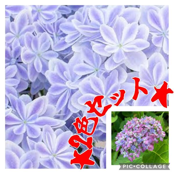 紫陽花 2色 苗セット 八重咲 小苗 根っこ付き