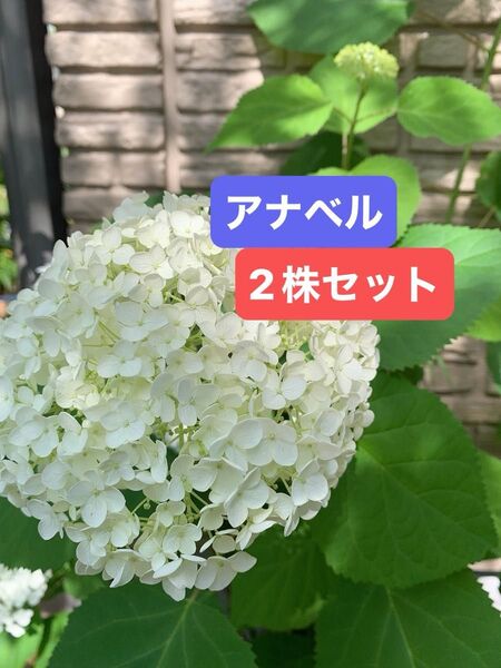 紫陽花 アメリカアジサイ【アナベル小苗セット根付き 2株セット # C アナベルドライフラワーにもあじさい ライムグリーン 抜き苗