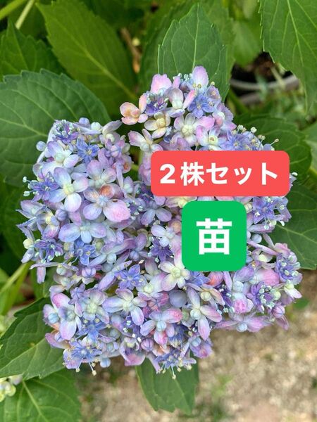紫陽花 根っこ付き 花苗 挿木苗 あじさい 春のガーデニング