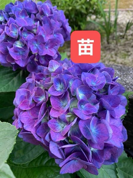 紫陽花 あじさい苗 濃いブルー〜秋色 花苗抜き苗 挿木苗 グリーンブルーピンク 大輪 ガクアジサイ 根付き