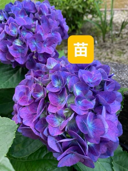 紫陽花 あじさい苗 濃いブルー〜秋色 花苗抜き苗 挿木苗 グリーンブルーピンク 大輪 ガクアジサイ 根付き