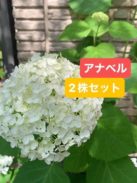 紫陽花 アメリカアジサイ【アナベル小苗セット根付き 2株セット #Gアナベル ドライフラワーにもあじさい ライムグリーン 抜き苗