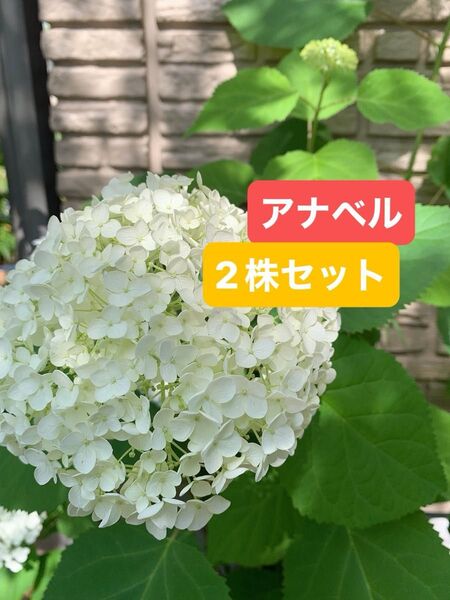 紫陽花 アメリカアジサイ【アナベル小苗セット根付き 2株セット #Cアナベル ドライフラワーにもあじさい ライムグリーン 抜き苗