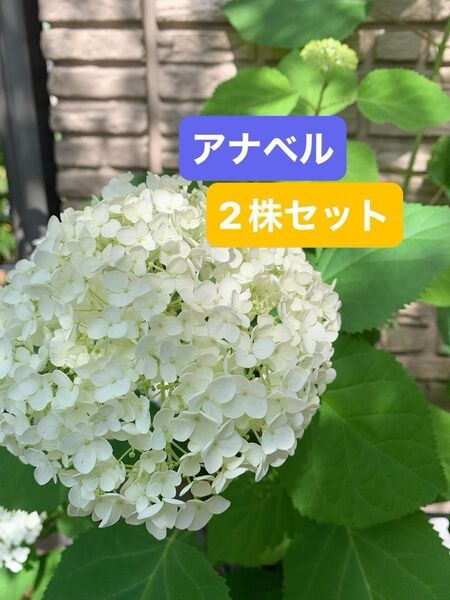紫陽花 アメリカアジサイ【アナベル小苗セット根付き 2株セット #M アナベルドライフラワーにもあじさい ライムグリーン 抜き苗