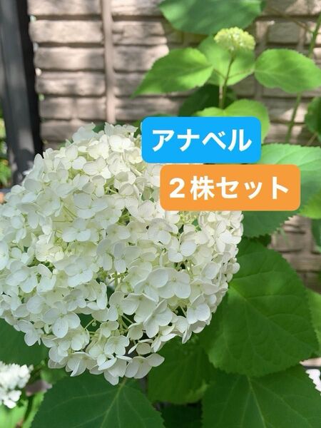 紫陽花 アメリカアジサイ【アナベル小苗セット根付き 2株セット #Kアナベルドライフラワーにもあじさい ライムグリーン 抜き苗