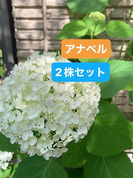紫陽花 アメリカアジサイ【アナベル小苗セット根付き 2株セット #Kアナベルドライフラワーにもあじさい ライムグリーン 抜き苗
