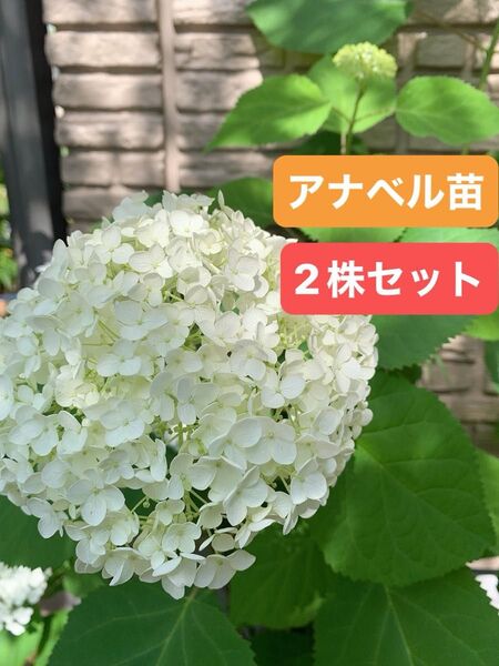 紫陽花 アメリカアジサイ【アナベル小苗セット根付き 2株セット #Kアナベル ドライフラワーにもあじさい ライムグリーン 抜き苗