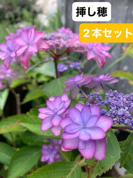 紫陽花 八重咲 カット 挿し穂 2本セット 根っこ無し おまけ付き1本 【他の紫陽花】