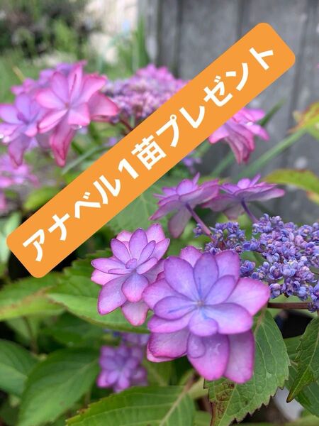 紫陽花 苗 八重咲 1苗 根付き 挿し苗 今だけアナベル1苗 プレゼント!