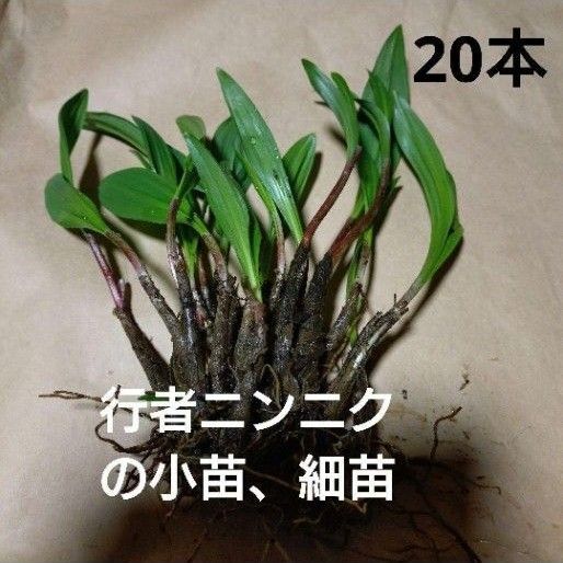 北海道十勝産 行者ニンニク 小苗 アイヌネギ 20本