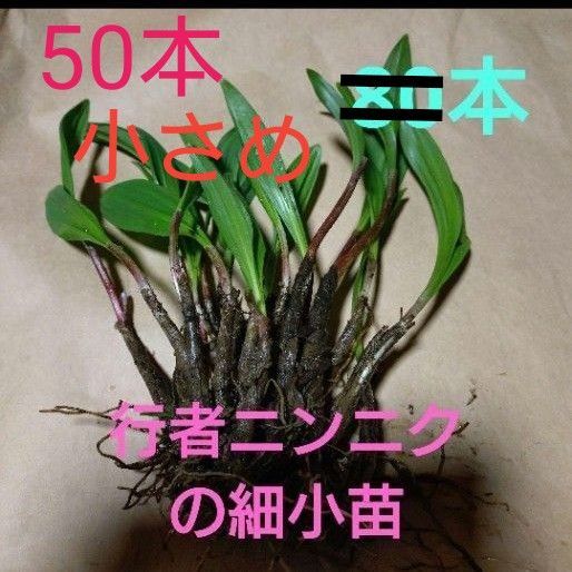 北海道十勝産 行者ニンニク 小苗 細苗 アイヌネギ 50本