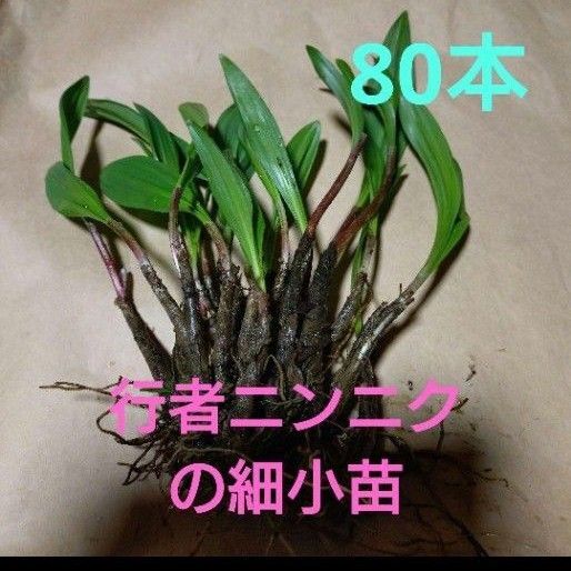 北海道十勝産 行者ニンニク 小苗 細苗 アイヌネギ 80本