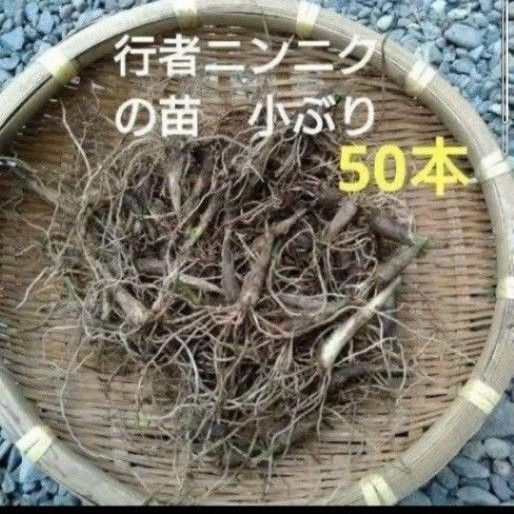 北海道産 行者ニンニク 根のみ 小苗 50本 お試し ネコポス発送