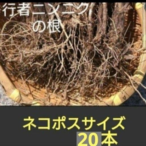 北海道産 行者ニンニク 球根の束 根のみ ネコポスサイズ 20本
