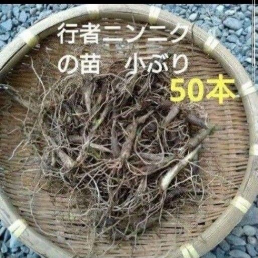 北海道産 行者ニンニク 根のみ 小苗 50本 お試し ネコポス発送