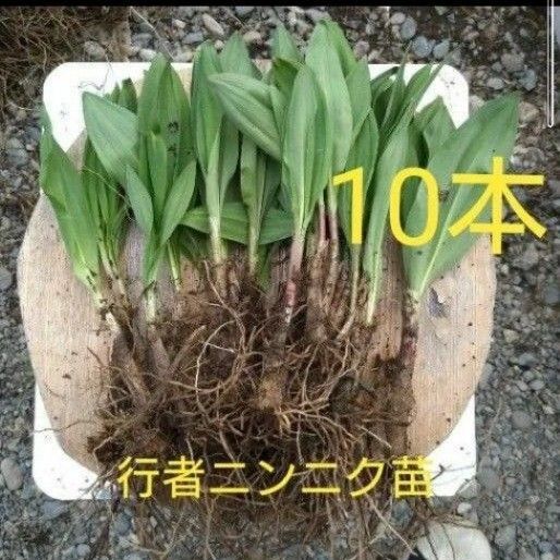 北海道十勝産 行者ニンニク 苗 アイヌネギ 10本