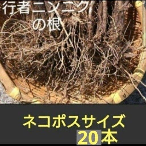 北海道産 行者ニンニク 球根の束 根のみ ネコポスサイズ 20本