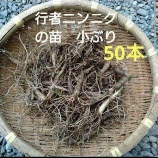 北海道産 行者ニンニク 根のみ 小苗 50本 お試し ネコポス発送