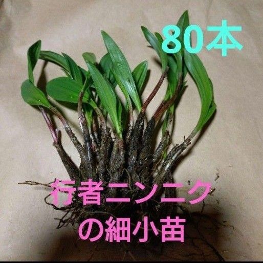 北海道十勝産 行者ニンニク 小苗 細苗 アイヌネギ 80本