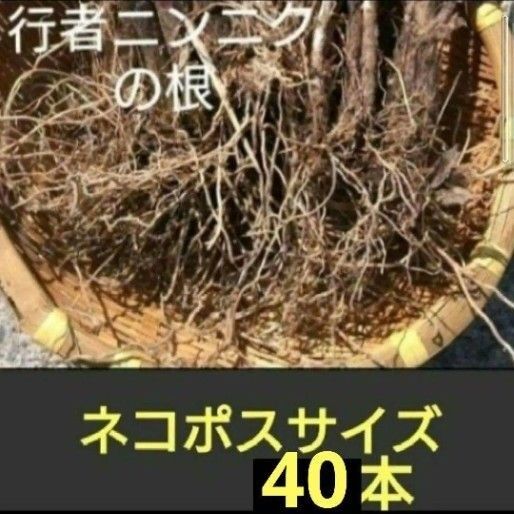 北海道産 行者ニンニク 球根の束 根のみ ネコポスサイズ 40本