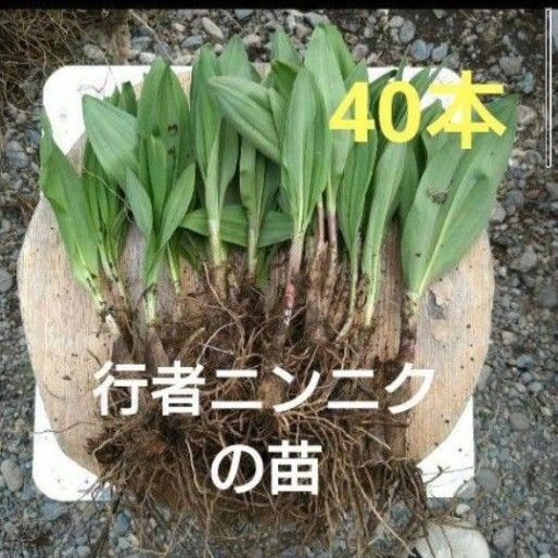 北海道十勝産 行者ニンニク 苗 アイヌネギ 40本
