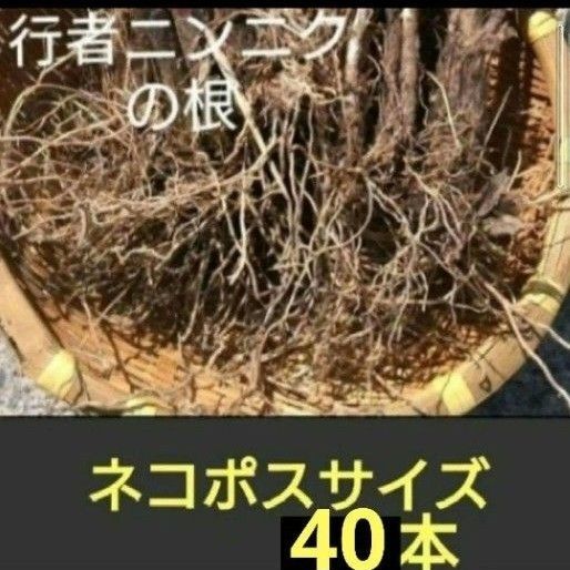北海道産 行者ニンニク 球根の束 根のみ ネコポスサイズ 40本