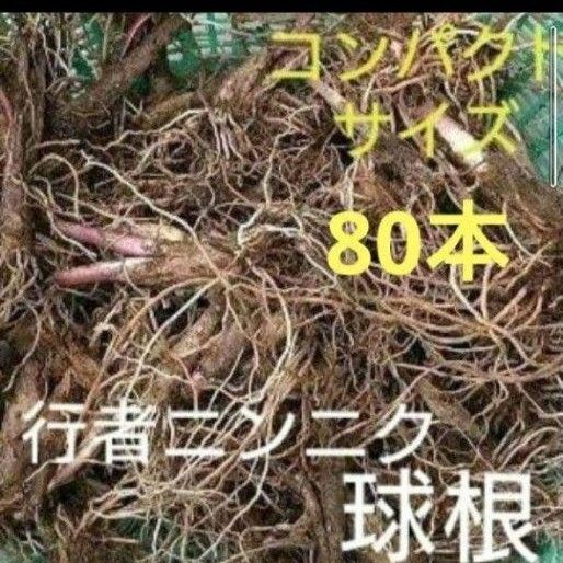 北海道産 行者ニンニク 球根の束 根のみ コンパクトサイズ発送 80本
