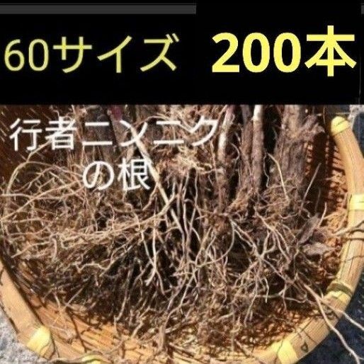 北海道産 行者ニンニク 球根の束 根のみ 60サイズ発送 200本