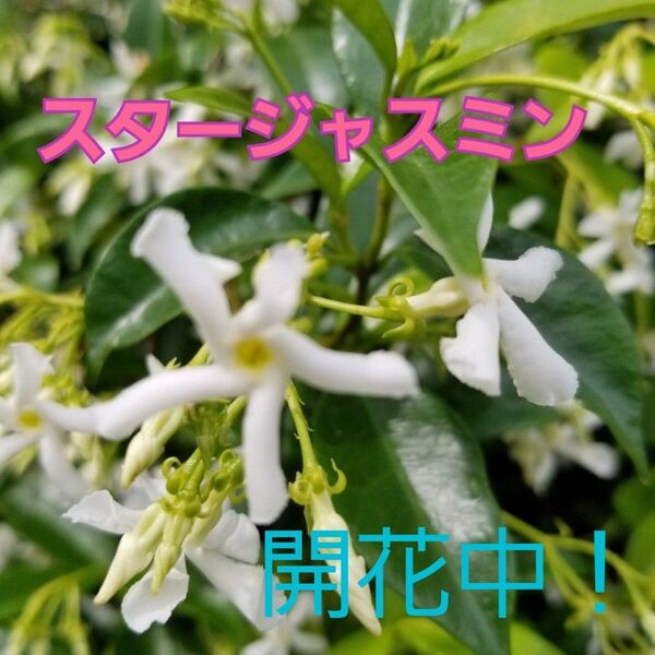 開花中!『スタージャスミン』現品 3.5号ロングポット苗 土付き抜き苗 2本 つる性植物