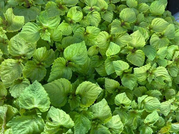野菜 青しそ 大葉苗25本
