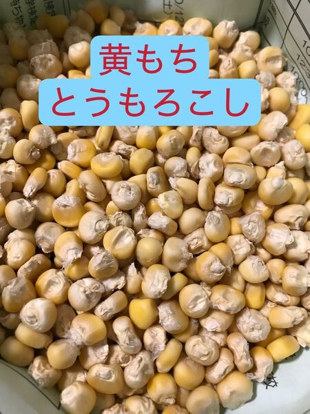 野菜 とうもろこし 黄もちもちとうもろこし種子100粒