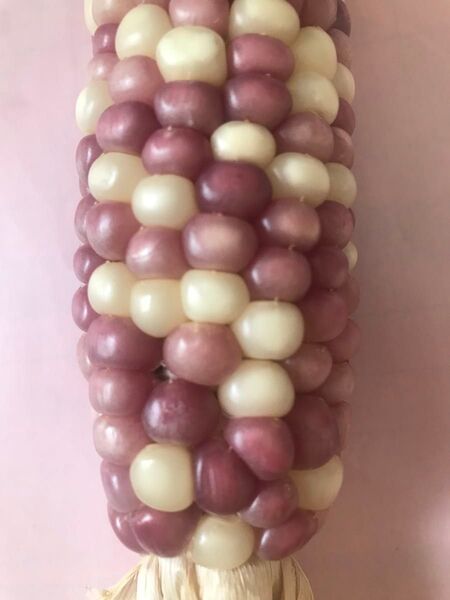 自家採種した とうもろこし 黄もちもちとうもろこし種子50粒