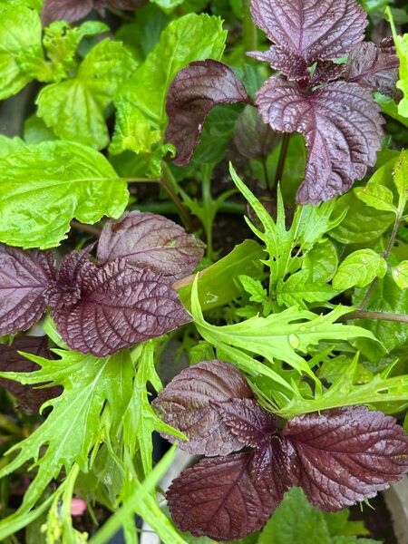 野菜 青しそ苗 赤紫蘇苗 計24本