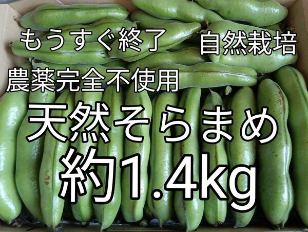 もうすぐ終了!農薬完全不使用!自然栽培!こだわりの天然そらまめ約1.4kg