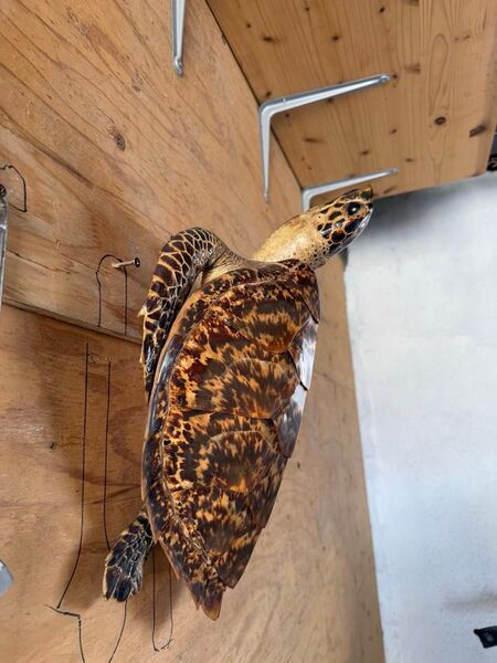 縁起物 亀 置物 インテリア 壁 飾り物 美術 カメ 大きめ アンティーク 昭和レトロ オブジェ