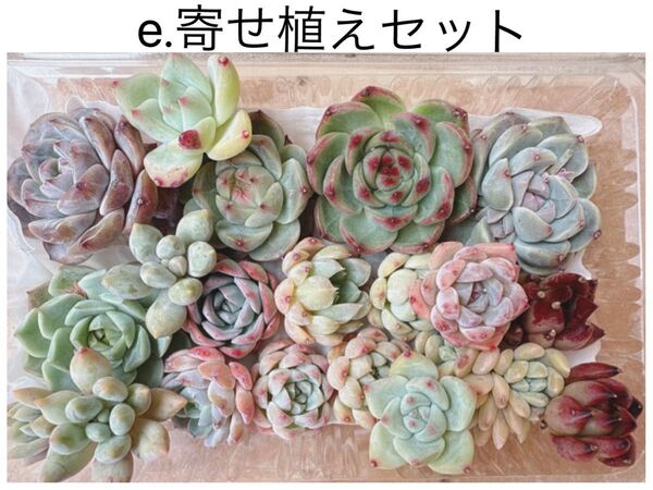 e.寄せ植えセット カット苗詰め合わせ 多肉植物 エケベリア