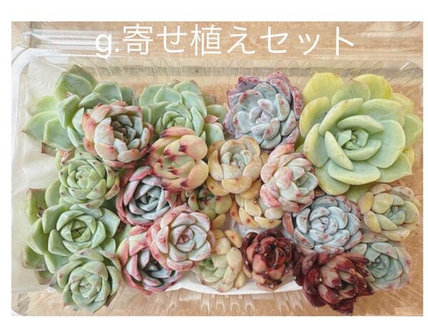 g.寄せ植えセット カット苗詰め合わせ 多肉植物 エケベリア
