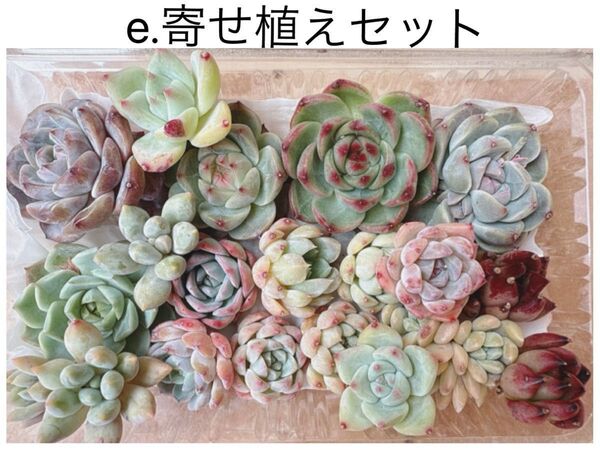 e.gおまとめ寄せ植えセット カット苗詰め合わせ 多肉植物 エケベリア