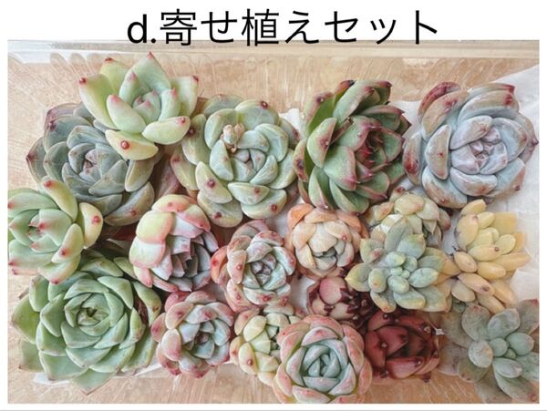 d.寄せ植えセット カット苗詰め合わせ 多肉植物 エケベリア