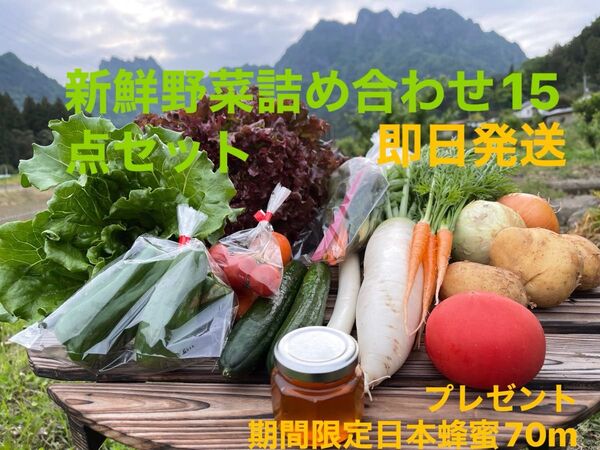新鮮野菜詰め合わせ15点セット 期間限定日本蜂蜜70mプレゼント