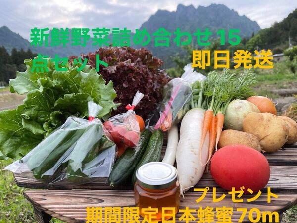 新鮮野菜詰め合わせ15点セット 期間限定日本蜂蜜70mプレゼント