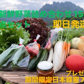 新鮮野菜詰め合わせ15点セット 期間限定日本蜂蜜70mプレゼント