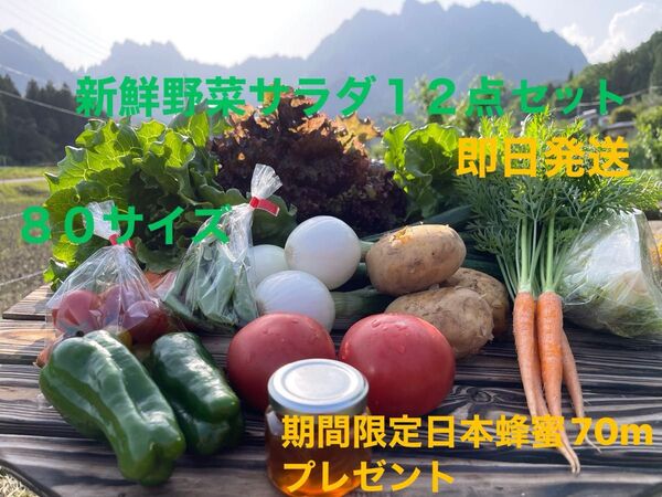 新鮮野菜サラダ12点セット 期間限定日本蜂蜜70mプレゼント 80サイズ