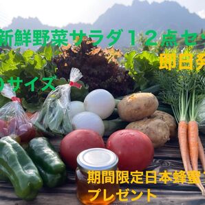 新鮮野菜サラダ12点セット 期間限定日本蜂蜜70mプレゼント 80サイズ
