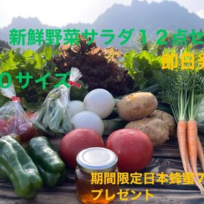 新鮮野菜サラダ12点セット 期間限定日本蜂蜜70mプレゼント 80サイズ