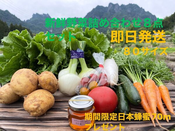 新鮮野菜詰め合わせ8点セット 期間限定日本蜂蜜70mプレゼント 80サイズ